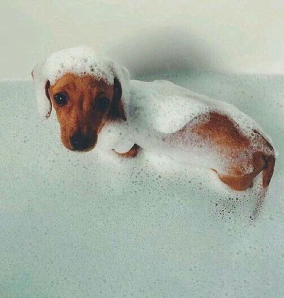 Такса купается