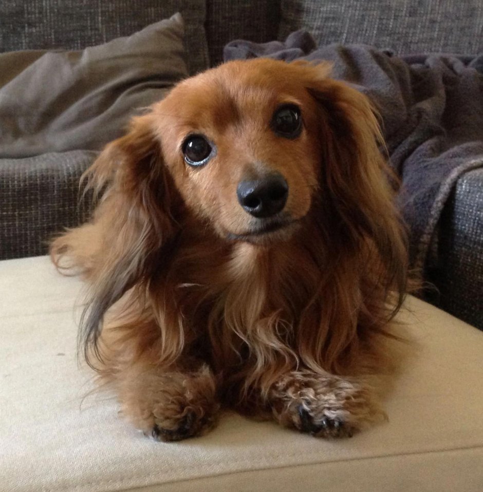 Лохматая такса порода