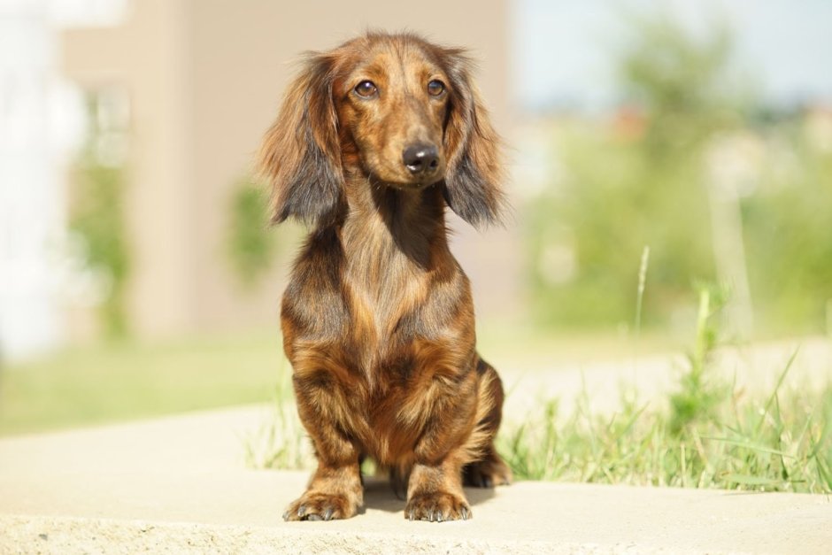 Такса длинношерстная карликовая