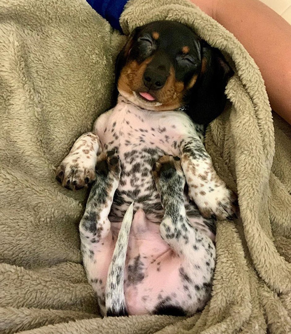 Такса собака далматинец