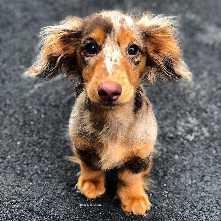 Такса длинношерстная