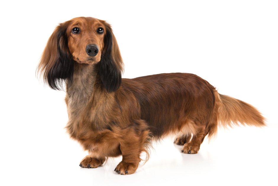 Такса длинношерстная окрасы