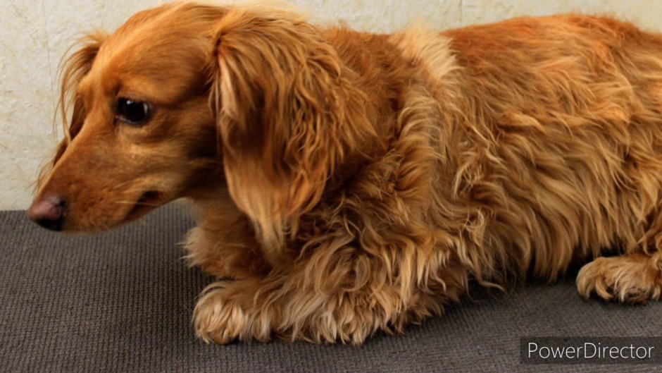 Порода собак похожа на таксу лохматая