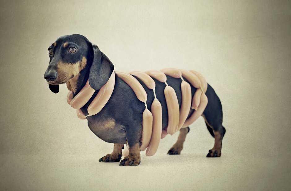 Такса прикол