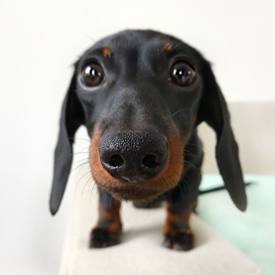 Такса Живая