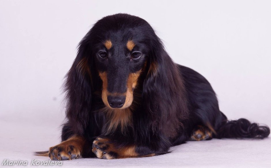 Такса длинношерстная кроличья черная