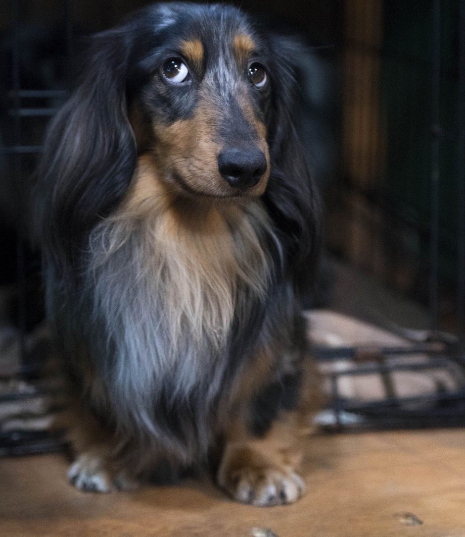 Породы такс длинношерстных