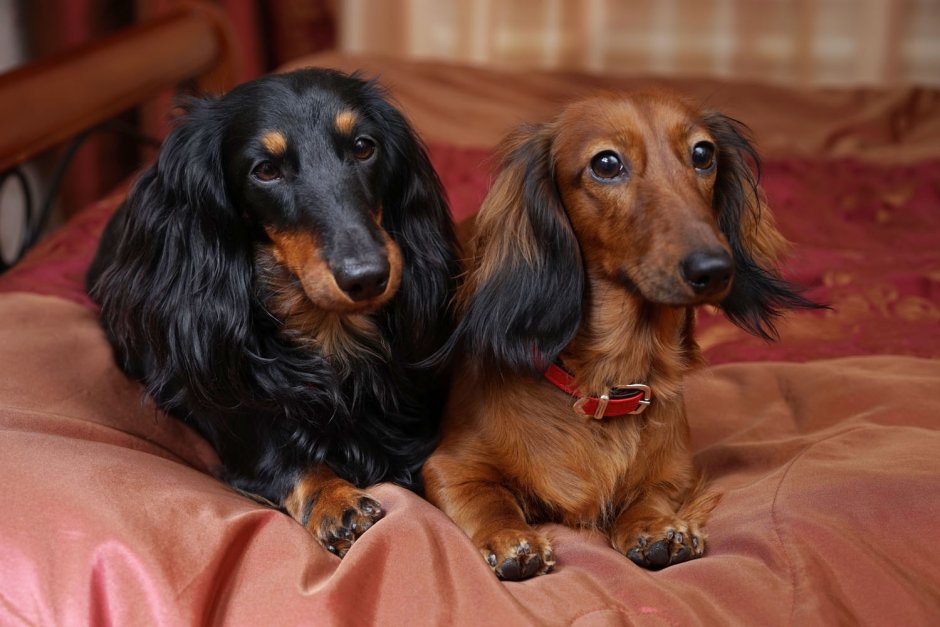 Королевская такса длинношерстная