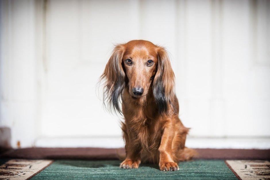 Лысая такса порода