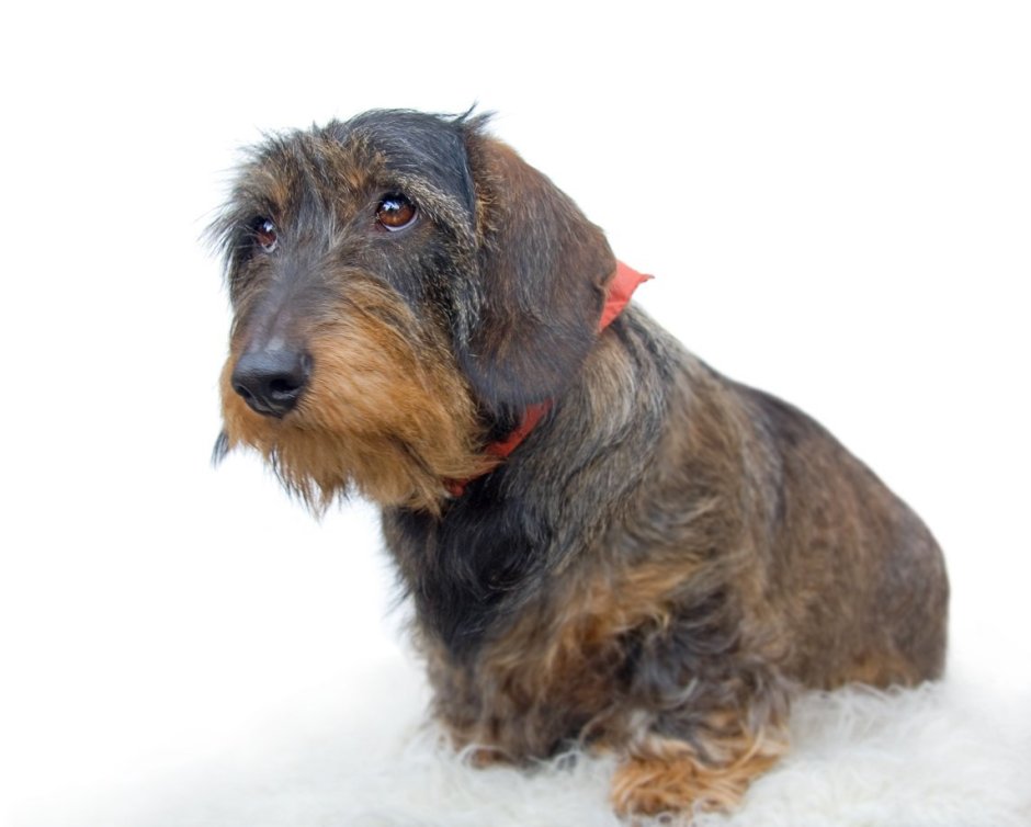 Такса карликовая жесткошерстная