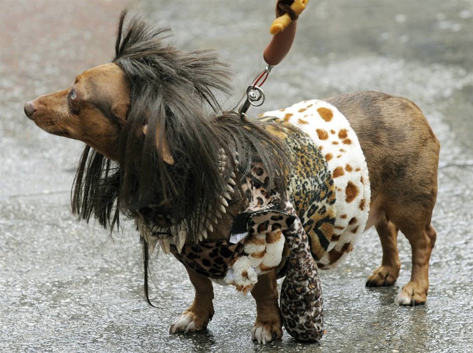 Собачий маскарад