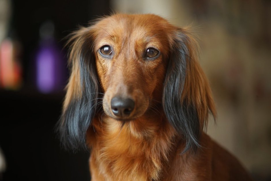 Такса длинношерстная карликовая