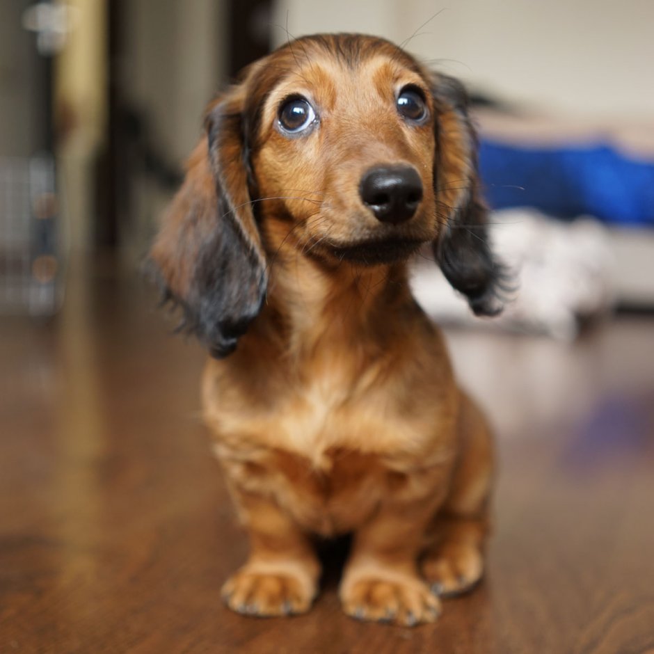 Такса длинношерстная карликовая