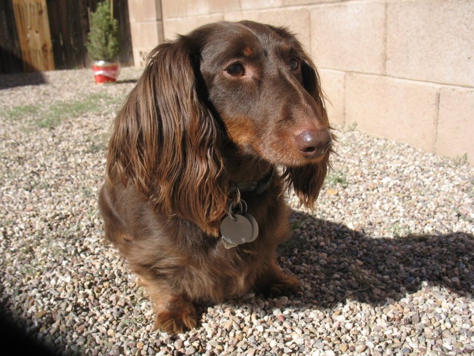 Лохматая такса с дворнягой