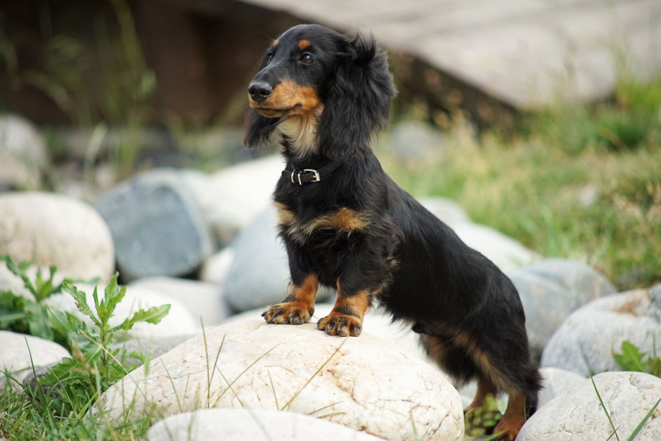 Такса длинношерстная карликовая