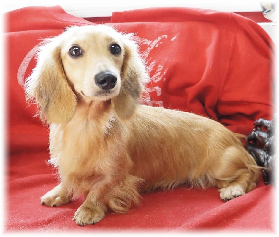 Золотая такса длинношерстная