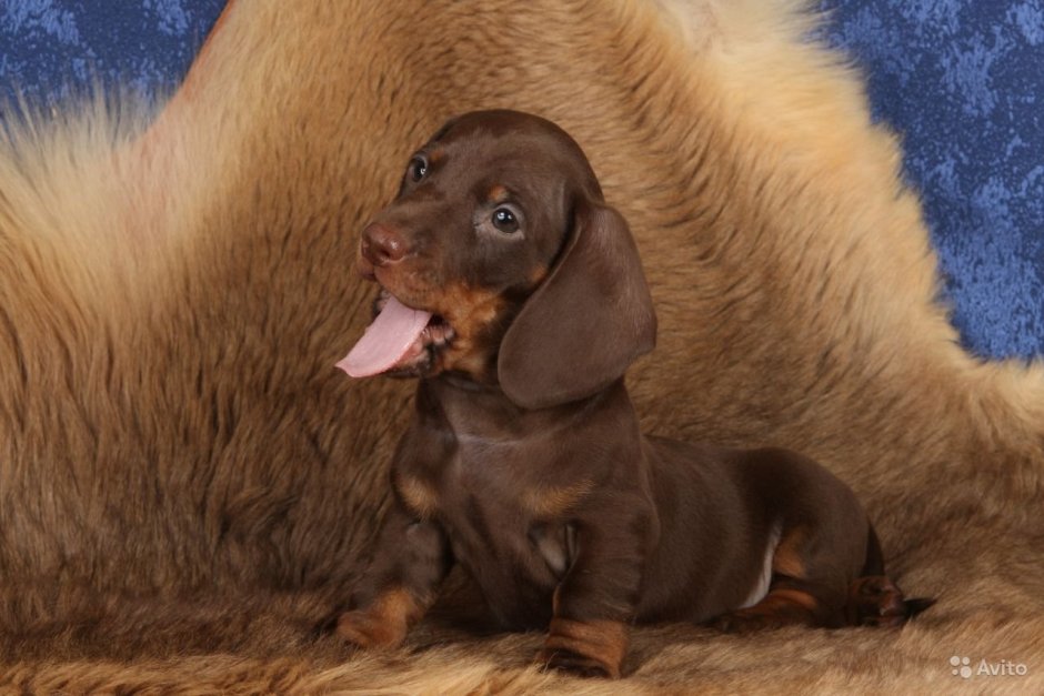 Кроличья такса белая