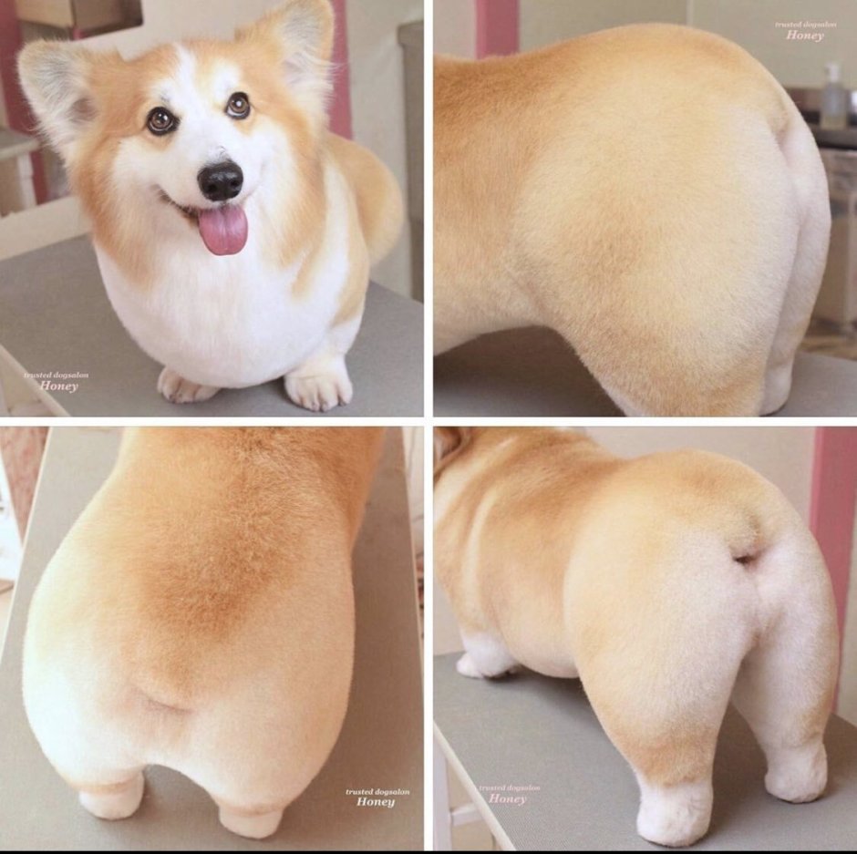 Корги флаффи груминг