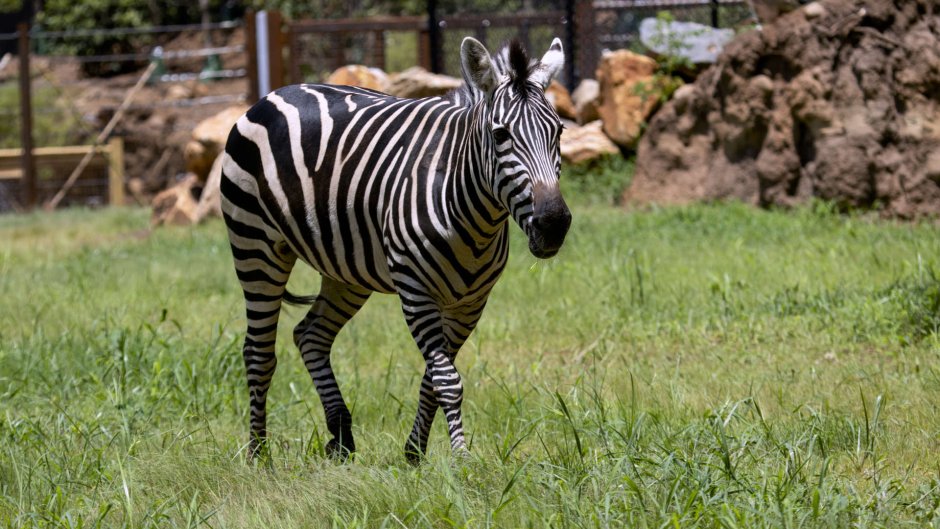 Plains Zebra