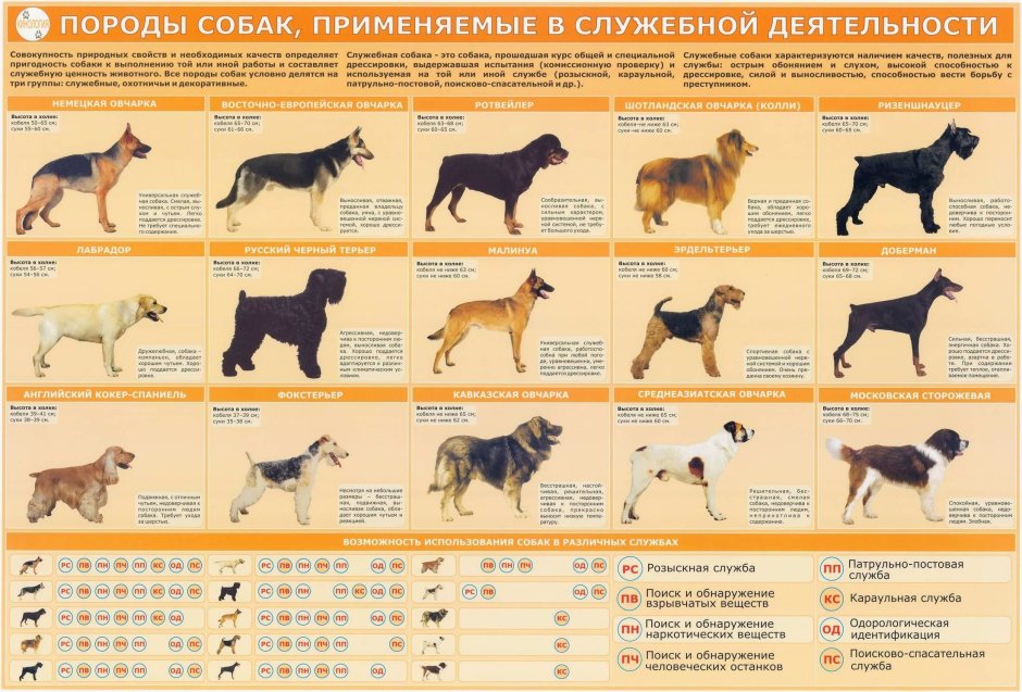 Породы собак применяемые в служебной деятельности