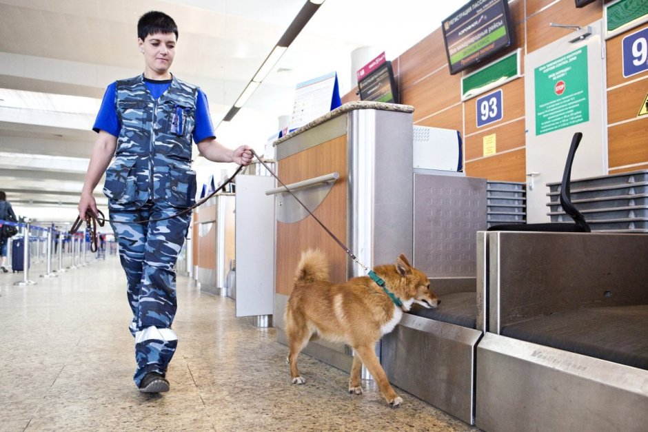Клим Сулимов Шалайка