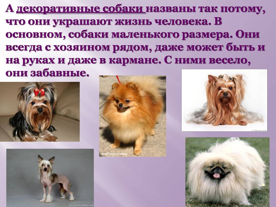 Породы собак презентация