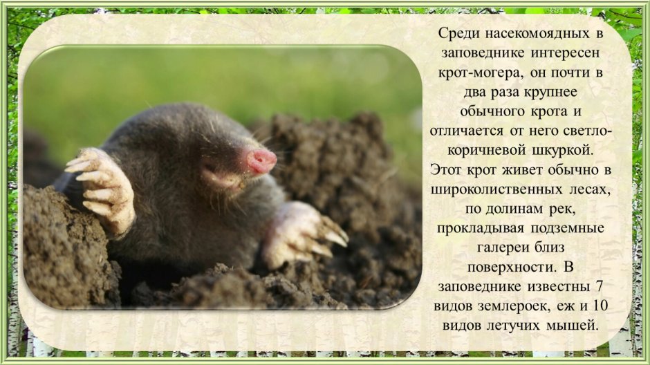 Красная книга Чувашии животные Крот