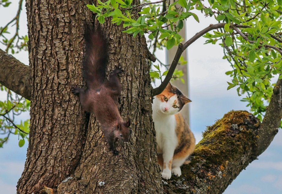 Котенок на дереве