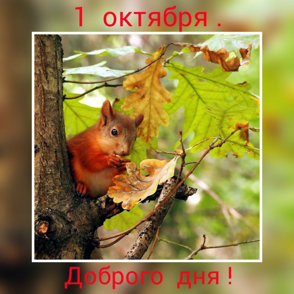 Белка в осеннем лесу