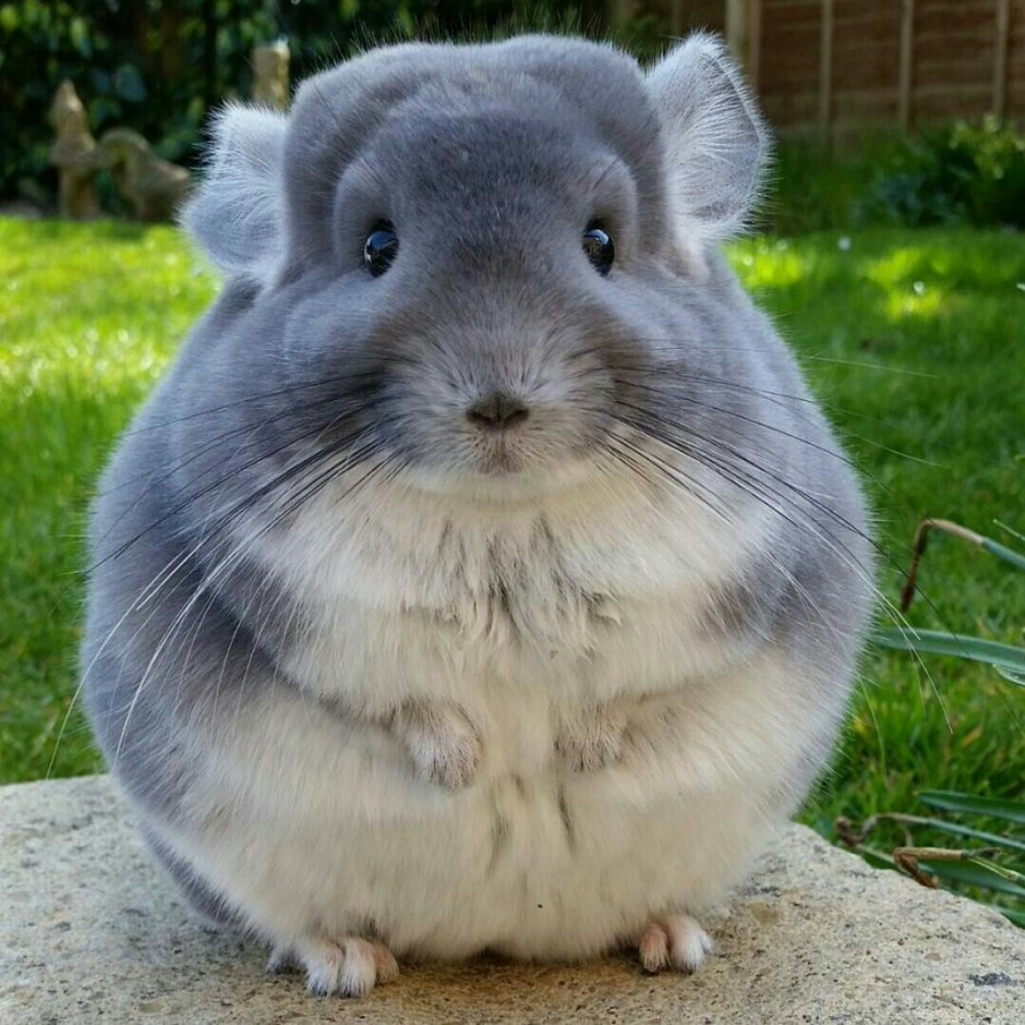 Шиншилла грызун