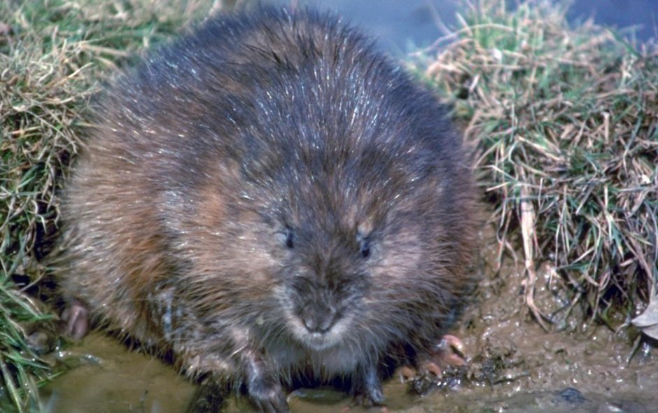 Ондатра (мускусная крыса) – Ondatra zibethicus