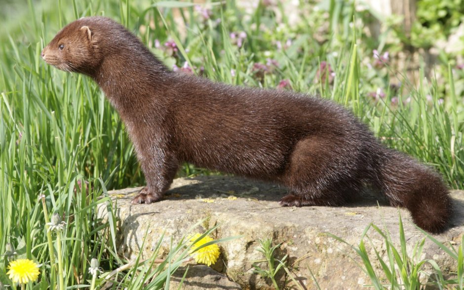 Mustela lutreola норка