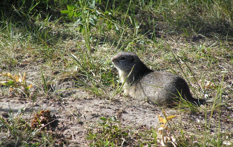 Barrow ground Squirrel