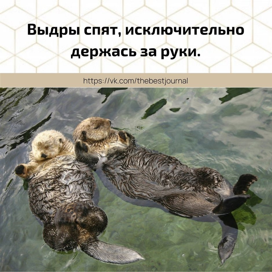 Выдры спят держась за лапки