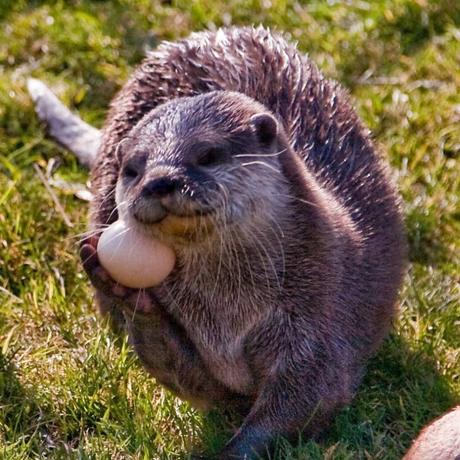 Королевская выдра