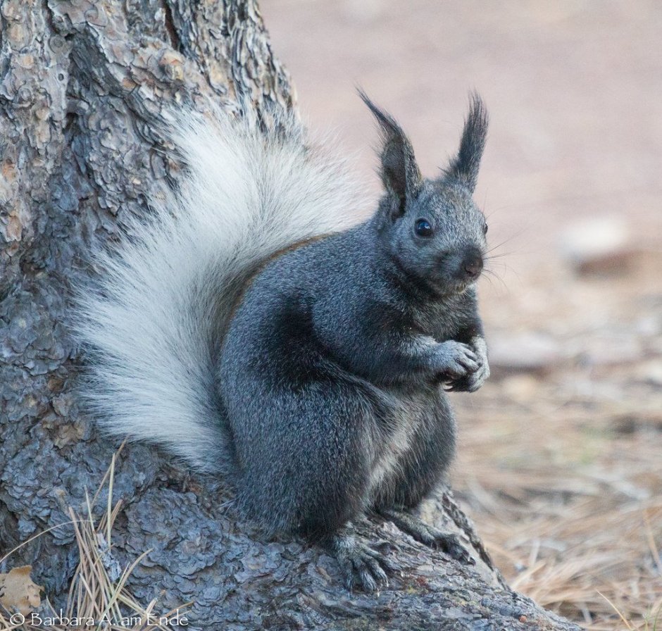 Sciurus aberti