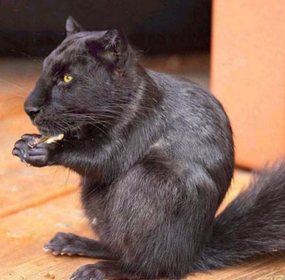 Гибрид кота и пантеры