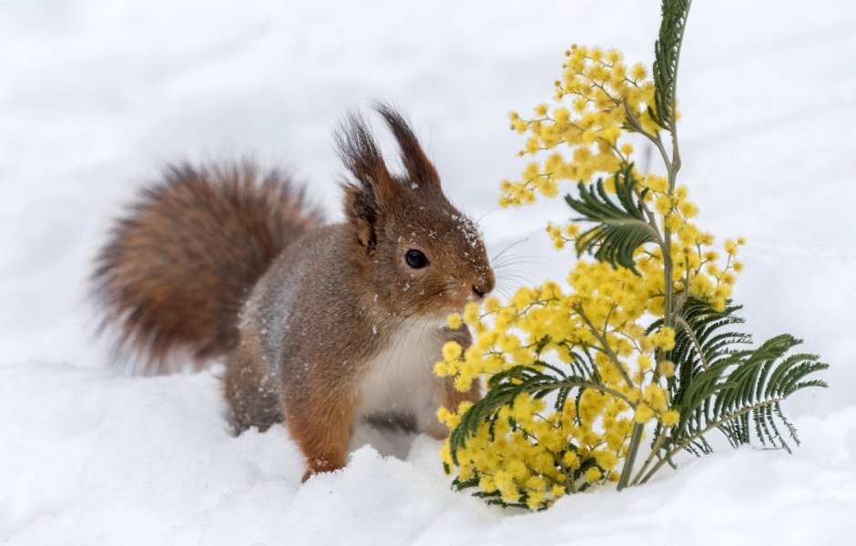 Весна животные