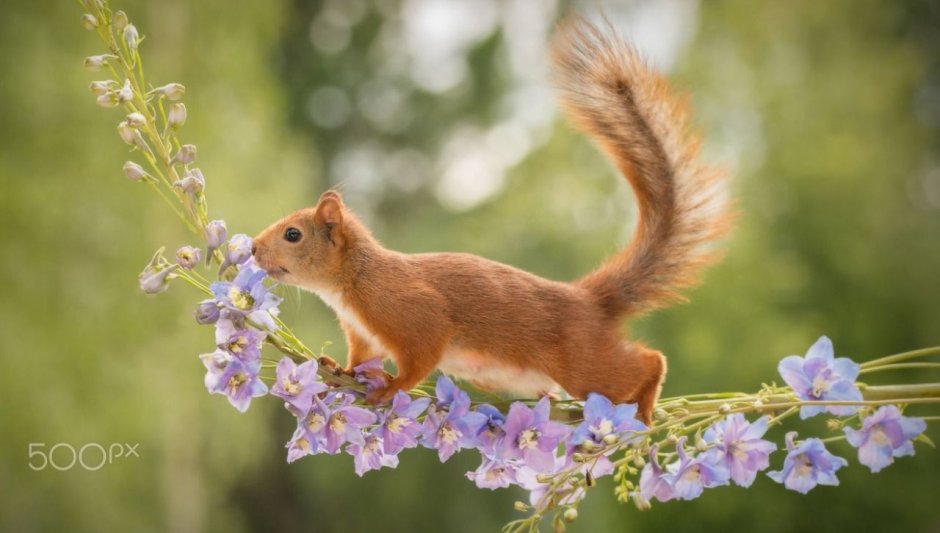 Squirrel Flower музыкант