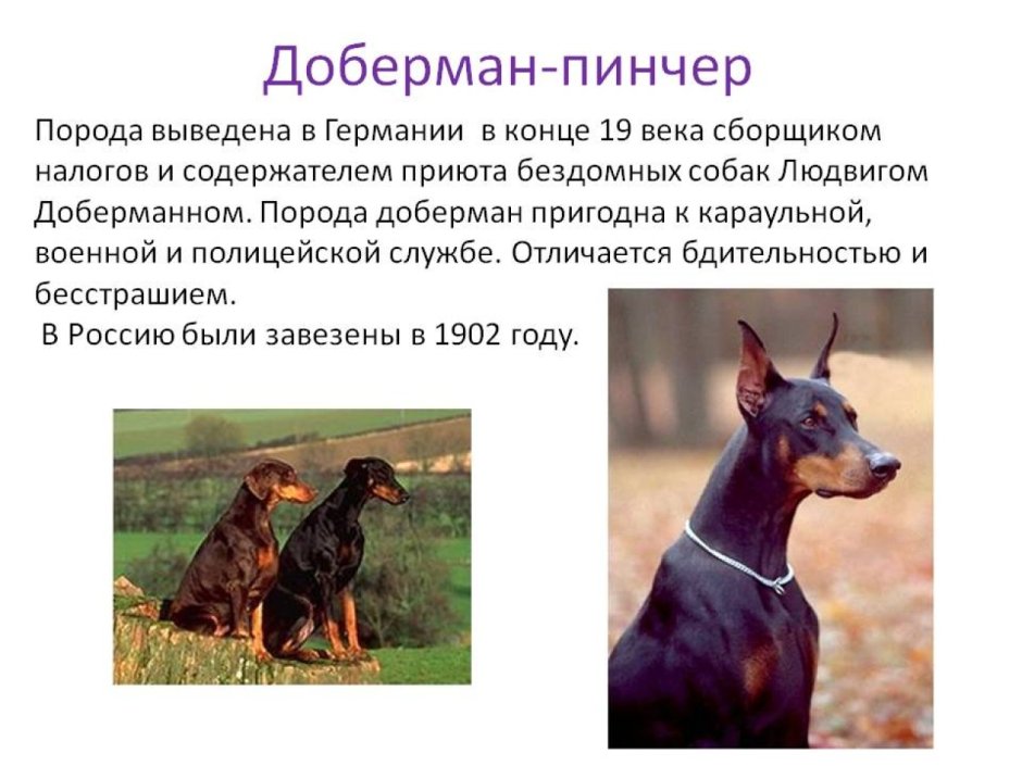 Рассказ о породе собак Доберман 2 класс