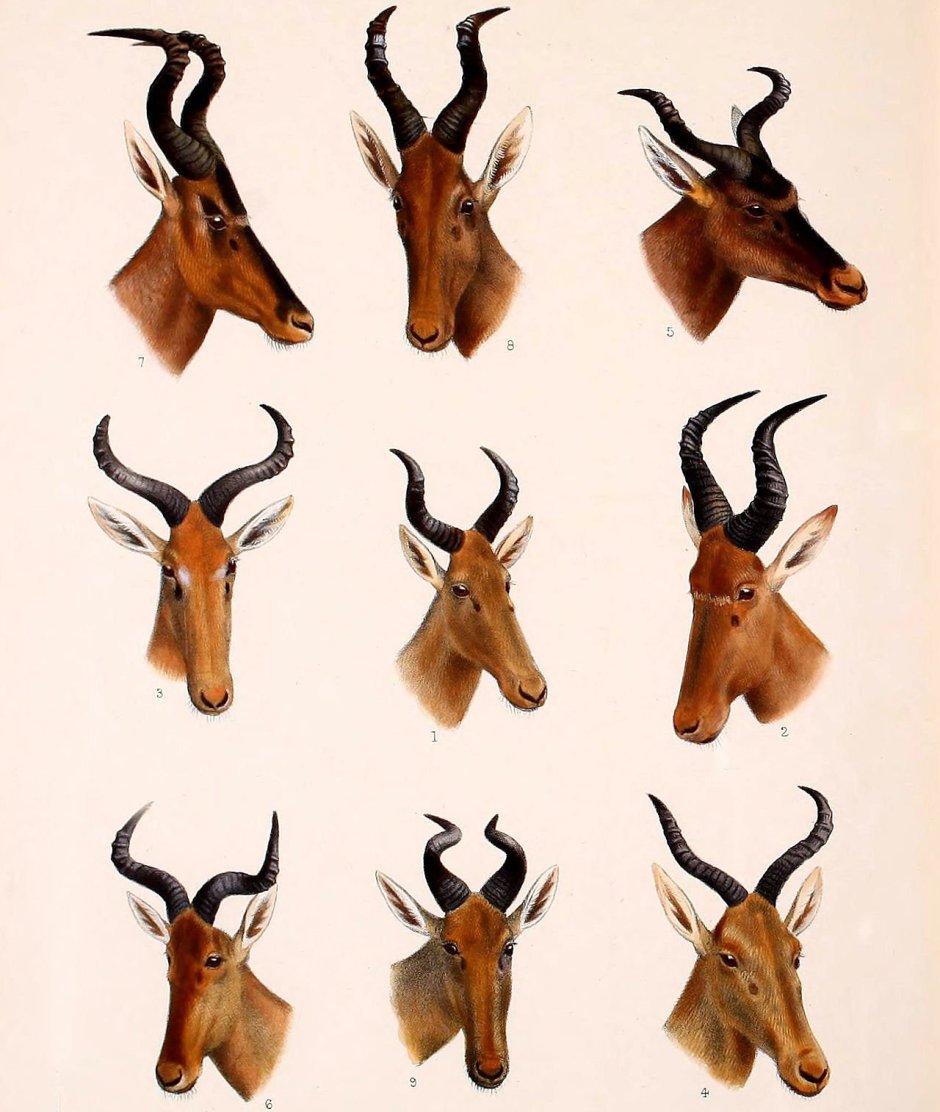 Bubal hartebeest