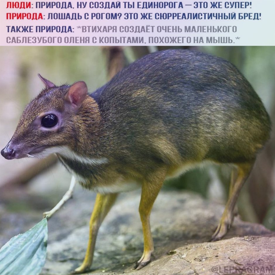 Мышиный олень с рогами