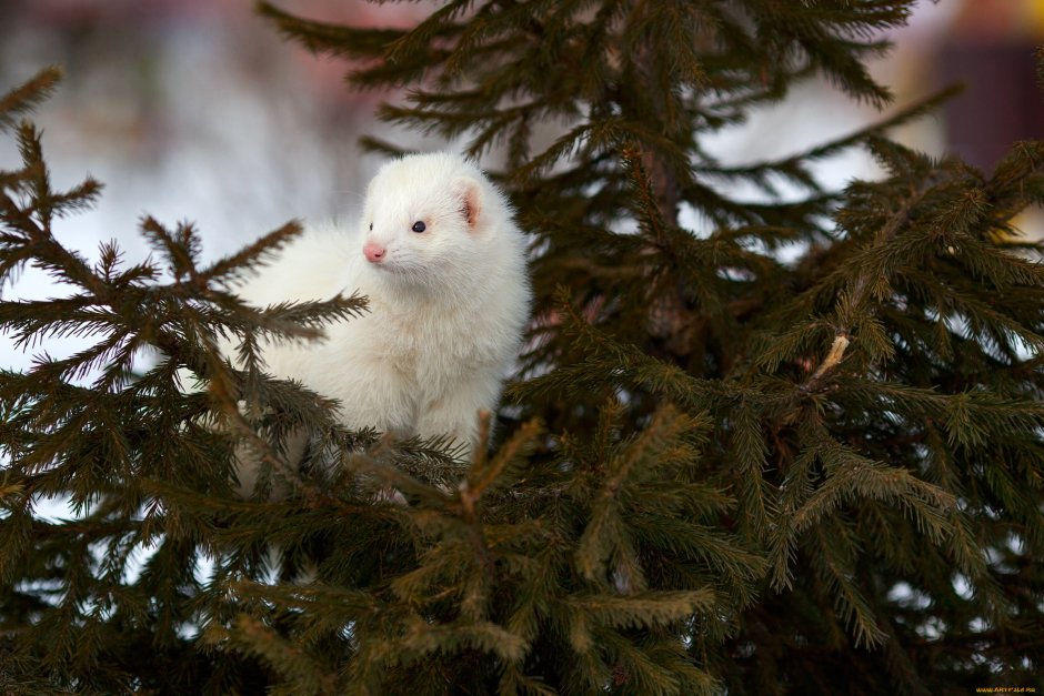 Соболь белый животное