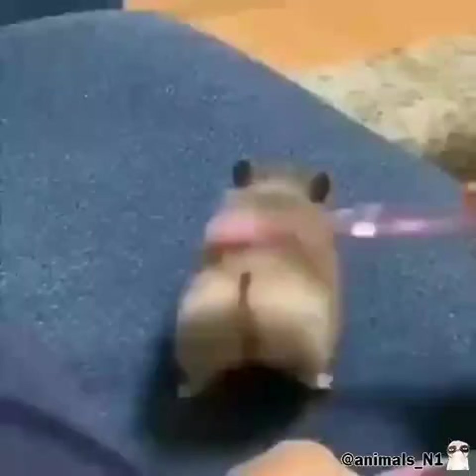 Зад хомяка