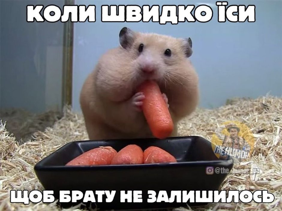 Смешные хомячки