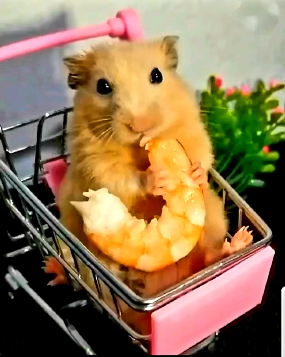 Живые хомячки