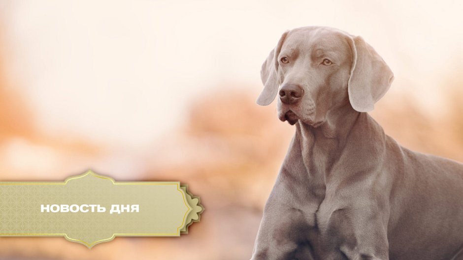Веймарская гончая