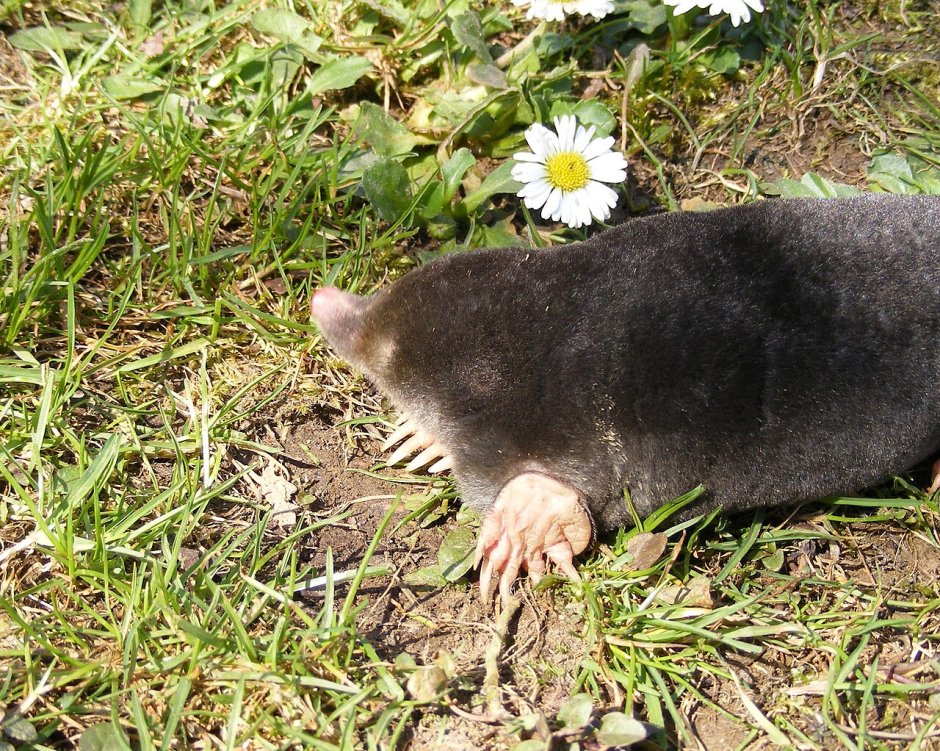 Насекомоядные Крот