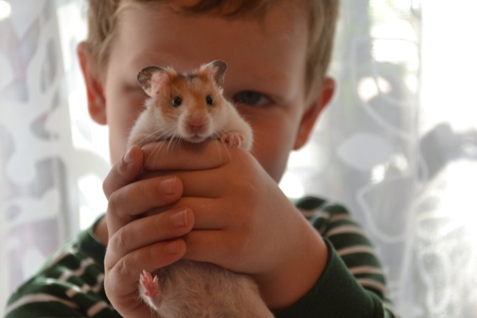 Хомячок для детей