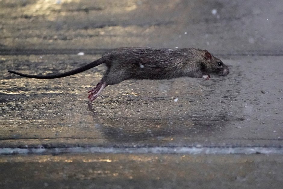 Rat Running